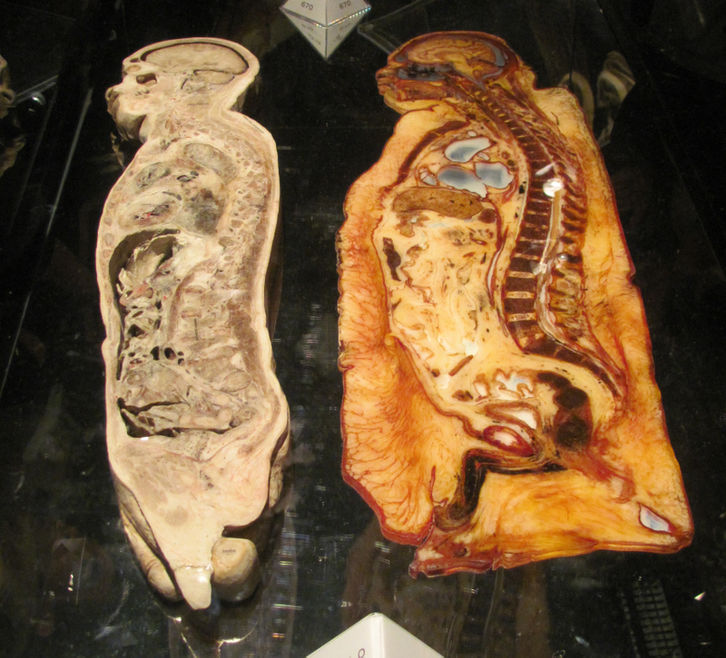 Illustration for article titled Things that look surprisingly weird and awesome when cut in half